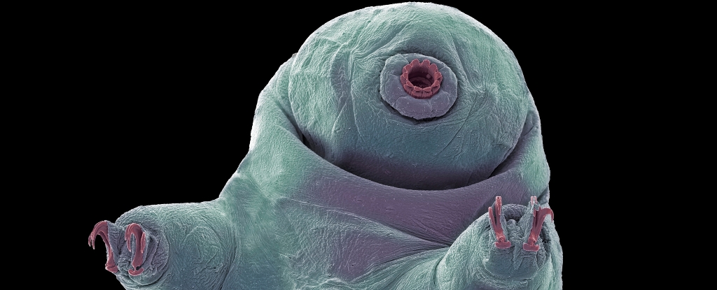 Tardígrados: O Animal Mais Resistente do Mundo