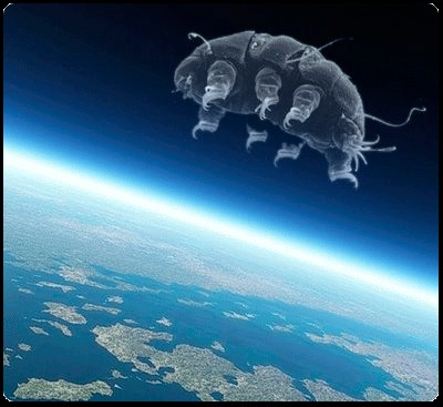 tardigrada3