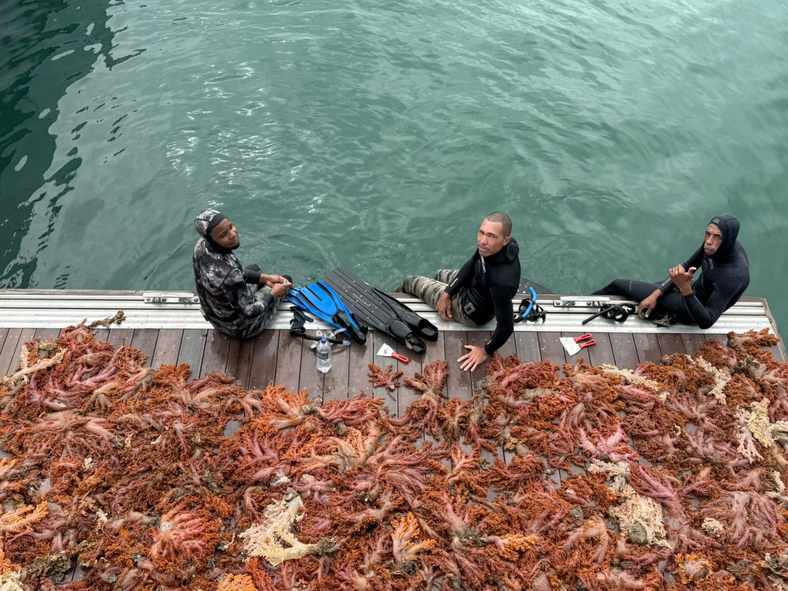 Foram removidas 5,5 toneladas de coral invasor na Baía de Todos‑os‑Santos: veja a ação