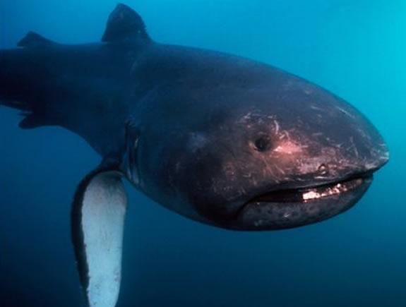 imagem do tubarão boca grande