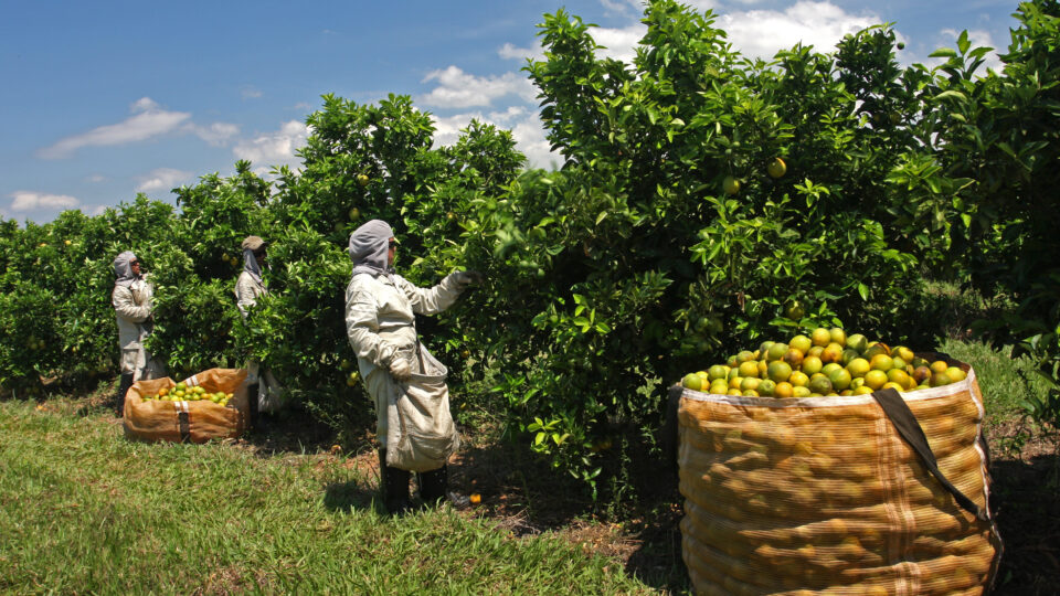 FX4 Agro destaca inovação genética e sustentabilidade na pecuária do Nordeste.