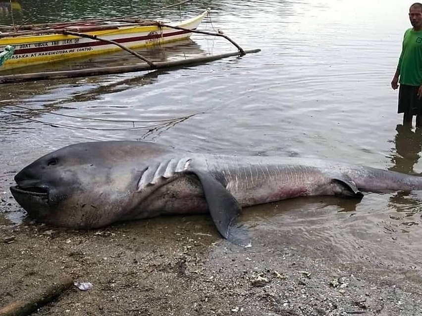 Aparição rara de tubarão ‑“boca‑grande” atrai atenção de cientistas em Sergipe